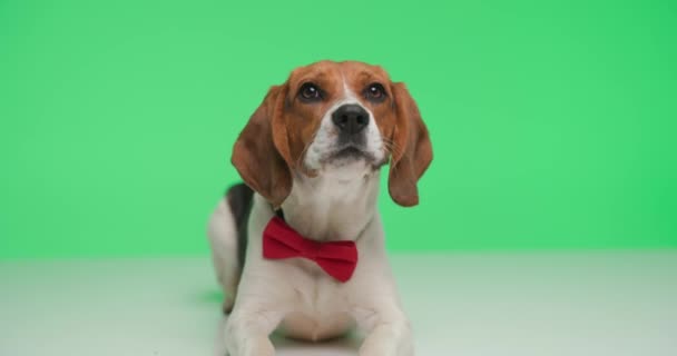 αξιολάτρευτο μικρό κουτάβι beagle με παπιγιόν που ξαπλώνουν και γαβγίζουν, κοιτάζοντας προς τα πάνω με έναν πρόθυμο τρόπο, όρθιος και περπατώντας στο πράσινο φόντο - Πλάνα, βίντεο