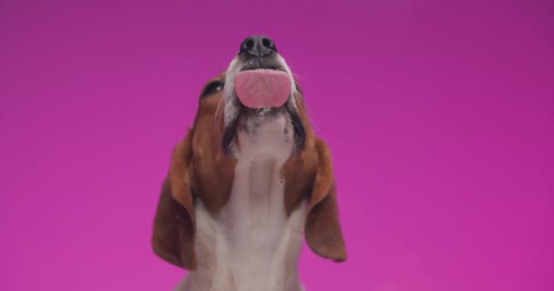 głodny mały pies beagle wystający język i lizanie przezroczyste szkło patrząc w górę przed różowym tle - Materiał filmowy, wideo