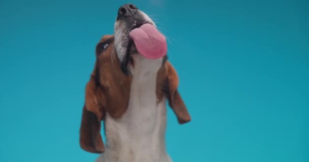 project video van zoete kleine beagle kijken omhoog, steken uit tong en likken transparante plexiglas in de voorkant van blauwe achtergrond - Video
