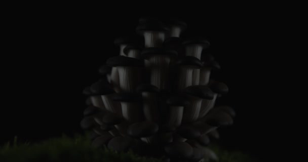 zoom de vídeo sobre sabrosos hongos pleurotus con un juego de luces en ellos - Imágenes, Vídeo