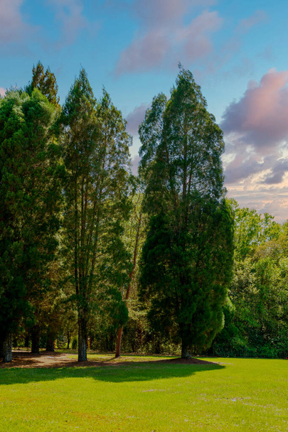 Foto de un grupo de crypress trees - Foto, Imagen