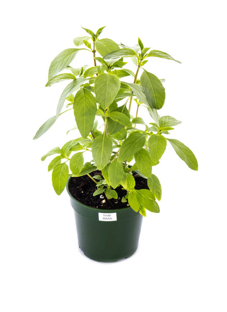 Ένα ταϊλανδέζικο φυτό Basil Herb σε ένα μικρό πράσινο πλαστικό δοχείο απομονωμένο σε λευκό - Φωτογραφία, εικόνα