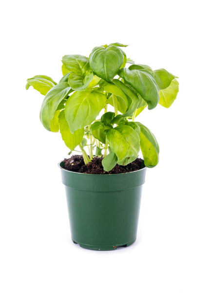 Beyaz üzerine izole edilmiş küçük yeşil plastik bir çömlekte bir İtalyan fesleğen bitkisi - Fotoğraf, Görsel