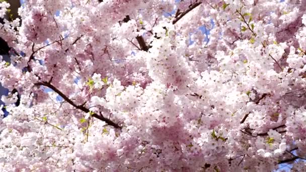 Kirschblüte mit rosa Blüten im Frühling Natur am sonnigen Himmel, Zeitlupe, Blüte - Filmmaterial, Video