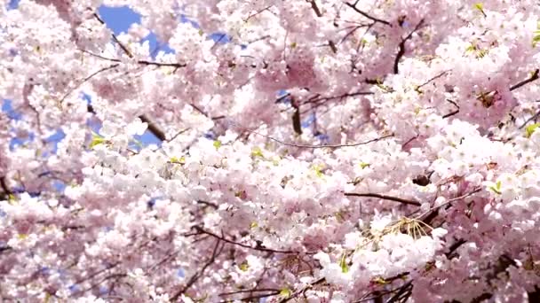 ροζ sakura ανθισμένα τσαμπιά στην ανοιξιάτικη φύση, αργή κίνηση, άνοιξη - Πλάνα, βίντεο