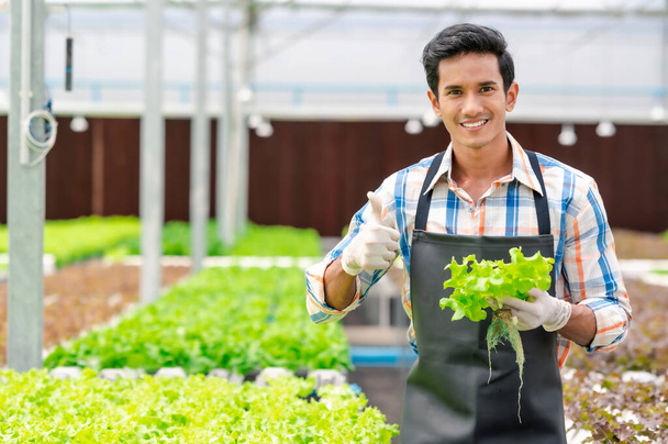 Happy Asian man farmer holding fresh lettuce vegetable and showing thumb up in greenhouse hydroponic farm - Photo, Image