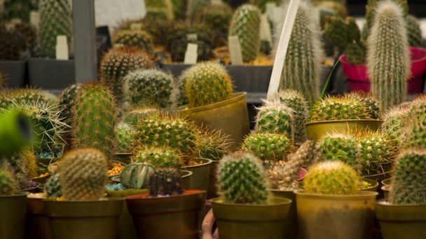 small potted cactus business. many cacti in specialized nursery - Photo, Image