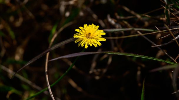 Hermosa flor amarilla del diente de león (Taraxacum officinale) en el parque nacional de las llanuras de Horton, primer plano. - Foto, Imagen