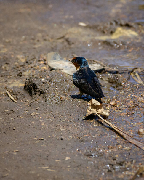Pájaro vencejo indio en el suelo en busca de agua en el parque nacional de las llanuras de Horton. - Foto, Imagen