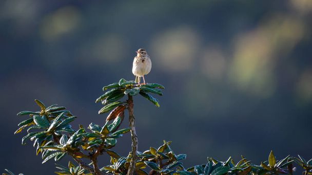 Paddyfield nedves madár elölnézetből, egy azálea fa tetején ülve. - Fotó, kép