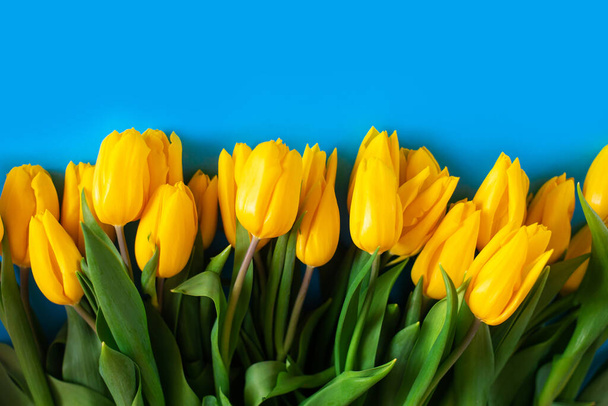 Žluté tulipány na modré. Krásné květinové pozadí. Také symbol Ukrajiny. - Fotografie, Obrázek