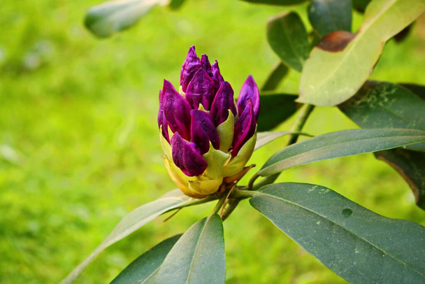 The beginning of flowering buds on the bushes of Rhododendron in warm spring days. - Photo, Image