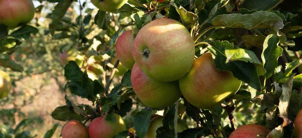 Jablečný sad. Zralá jablka na zahradě připravená ke sklizni. - Fotografie, Obrázek