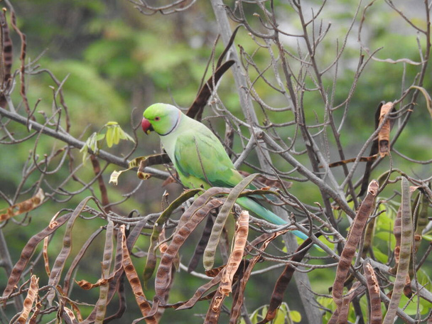 Closeup of beautiful Indian ring necked green color bird Parrot sitting on a tree with nature background - Photo, Image