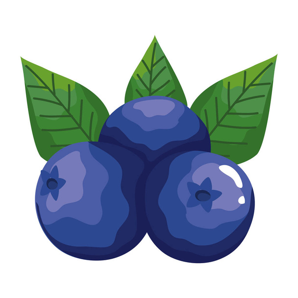 blueberries fresh fruit - Vector, Image