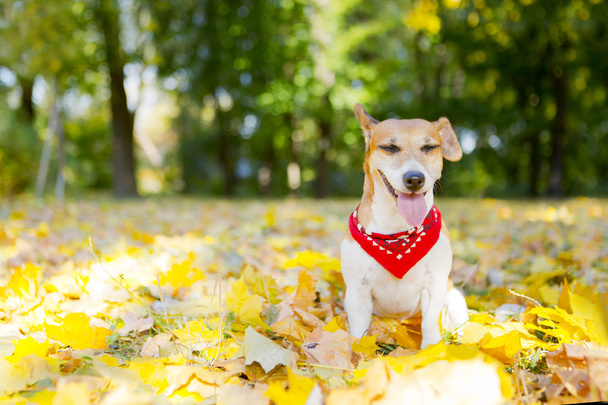Jack Russell Terrier - Fotó, kép