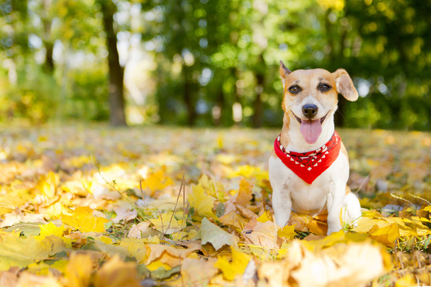 Jack Russell Terrier - Фото, изображение