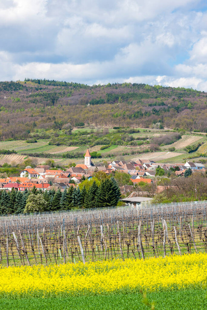 Jarní vinice poblíž Retz, Rakousko - Fotografie, Obrázek