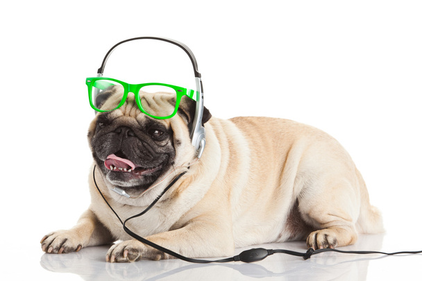 Dog with headphones - Photo, Image