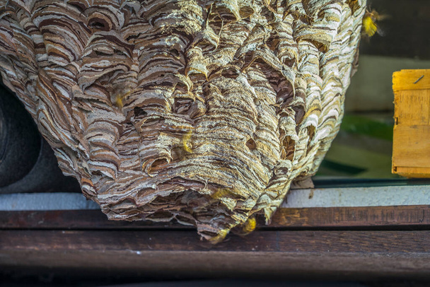valtava hornetit pesä Vespa crabro, jonka populaatio on noin 1000 eläintä - Valokuva, kuva