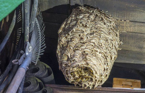 enorme horzels nest Vespa crabro, met een bevolking van ongeveer 1000 dieren - Foto, afbeelding