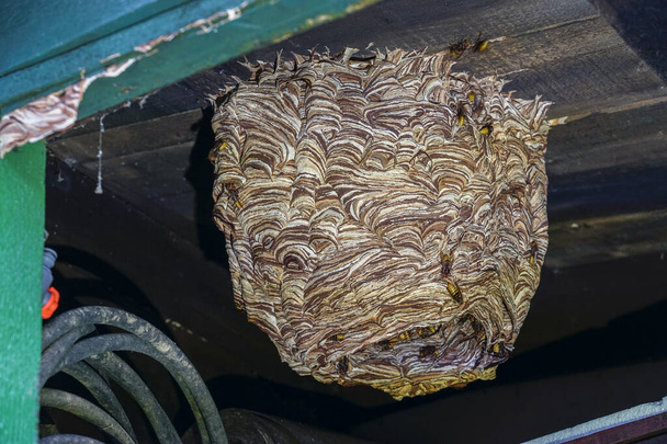 valtava hornetit pesä Vespa crabro, jonka populaatio on noin 1000 eläintä - Valokuva, kuva