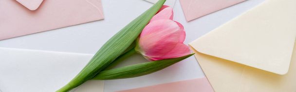 Draufsicht auf rosa Tulpe auf pastellfarbenem Umschlag auf weißem, Banner - Foto, Bild