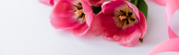 close up of pink tulips near ribbon on white, banner - Foto, afbeelding