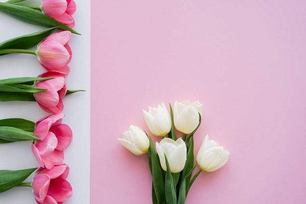 top view of blooming colorful tulips on white and pink - Φωτογραφία, εικόνα