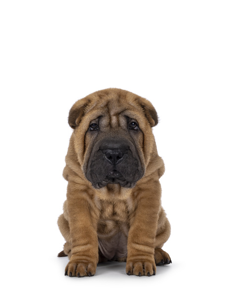 Adorabile cucciolo di cane Shar-pei, seduto di fronte. Guardando verso la fotocamera con occhi carini cadenti. isolato su sfondo bianco. - Foto, immagini