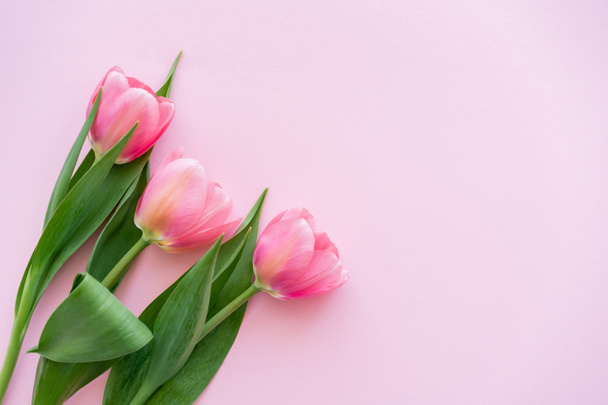 top view of blossoming tulips with green leaves on pink, mothers day concept  - 写真・画像