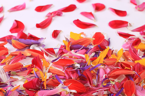 Flying colorful petals - Foto, Imagen