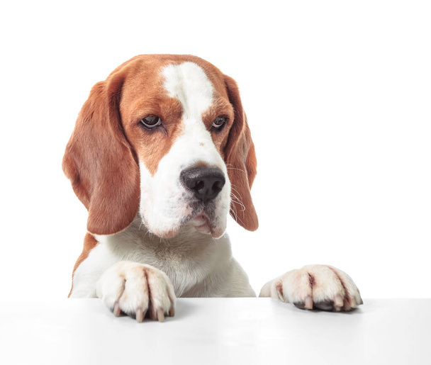 Beagle head isolated on a white background. - Foto, imagen