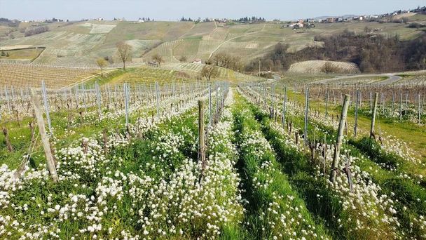 Italia, vista Drone del viñedo en Oltrepo 'en Montalto Pavese cerca de Pavía, Lombardía. Filas de vides en primavera con un hermoso prado florido entre los viñedos y colinas de los pre-Apeninos - Foto, Imagen