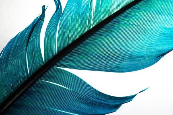 pluma turquesa de un ángel con fondo blanco aislado - Foto, imagen