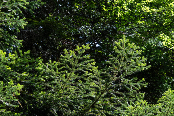 Abies alba or European silver fir evergreen coniferous tree green needle-like foliage - Фото, изображение