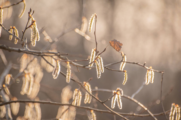 Ανθισμένα κλαδιά φουντουκιού στον άνεμο - Φωτογραφία, εικόνα