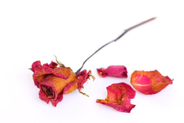 A withered rose and petals over white background. - Photo, Image