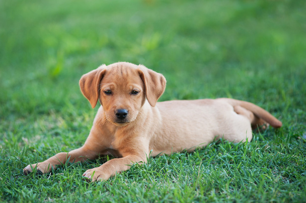 Puppy dog laying on grass - 写真・画像
