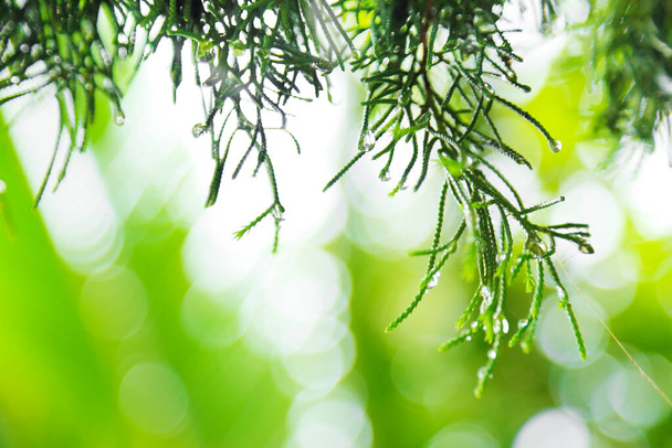 Зелений сосновий лист з краплями води в дощовий день. Природний фон саду
.  - Фото, зображення