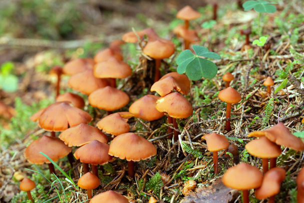 Many mushrooms growing in natural environment - Photo, Image