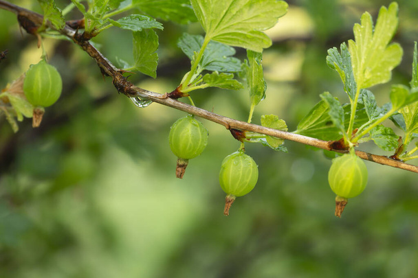 Unripe European gooseberries, Ribes uva-crispa on twig photographed early morning - Photo, Image