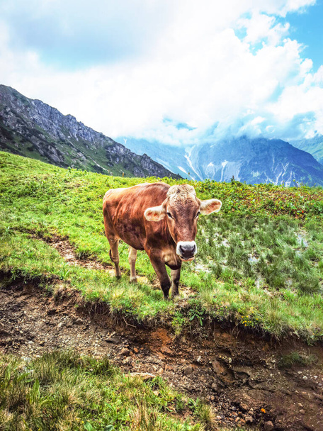Panorama de la bandera de fondo animal - Vaca divertida en las montañas Allgau Austria Alpes, en prado verde fresco. - Foto, imagen