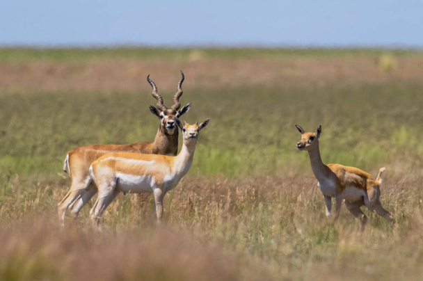 Blackbuck Antelope en ambiente llano pampeano, provincia de La Pampa, Argentina - Foto, Imagen