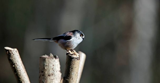 Long tailed tit perched on a log in the sunshine - Photo, Image