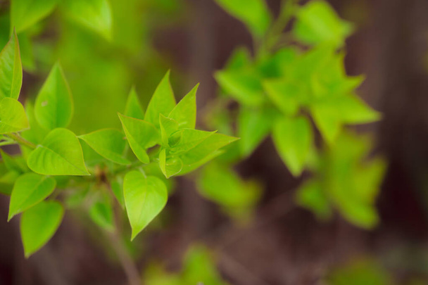 зелене листя в саду
 - Фото, зображення