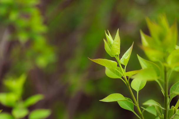 zelené listy v zahradě - Fotografie, Obrázek