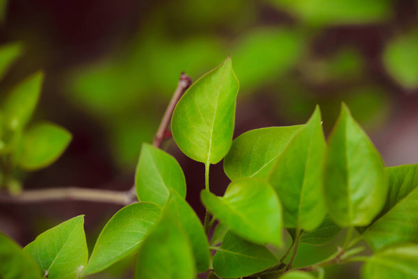 zielone liście w ogrodzie - Zdjęcie, obraz