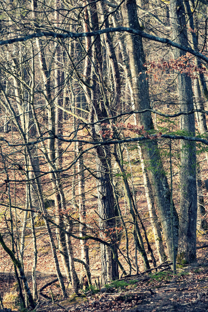 Drzewa w lesie. Wczesna wiosenna sceneria lasu - Zdjęcie, obraz