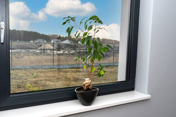 Güzel, büyük bir bonsai ağacı, siyah bir tencerede, sıvı çiçek kremiyle, mermer bir pencere eşiğinde duruyor.. - Fotoğraf, Görsel